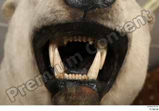Polar bear mouth teeth 0009.jpg